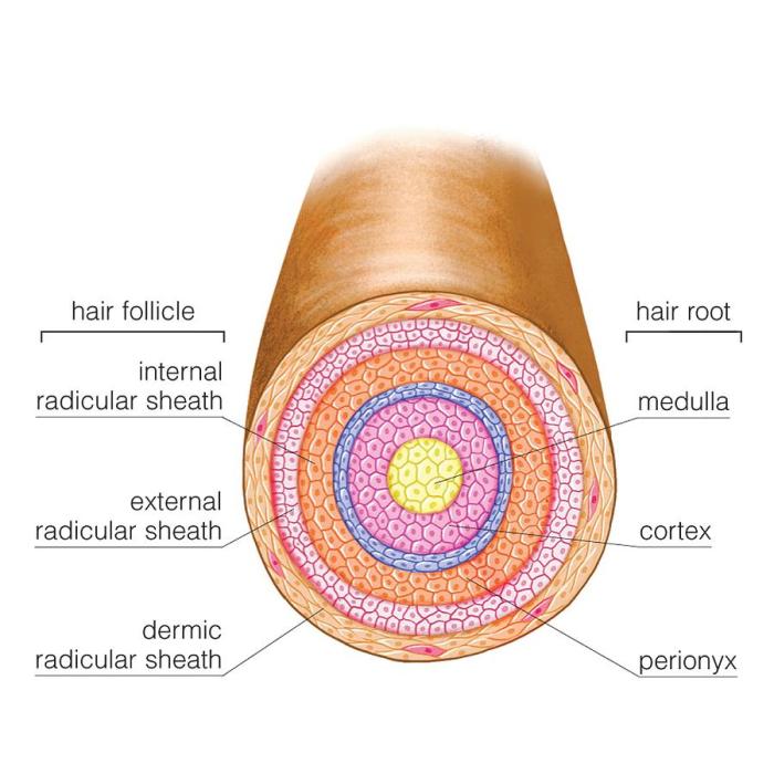 Art labeling activity hair structure