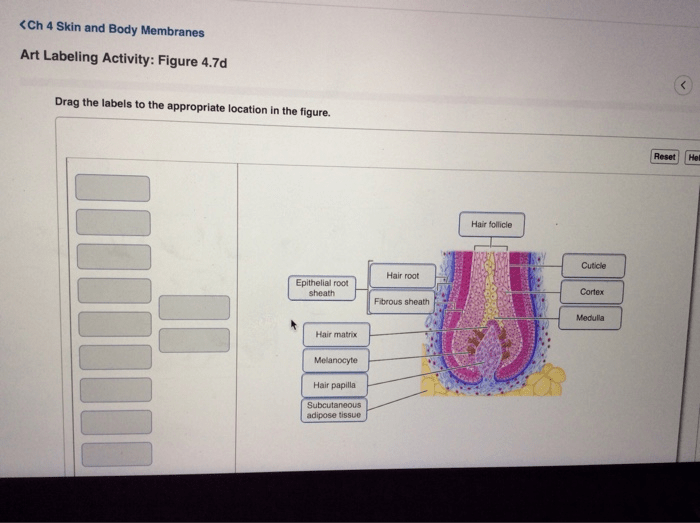 Art labeling activity hair structure