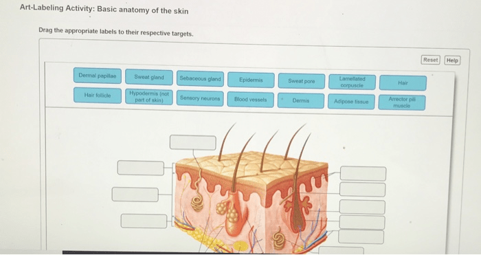 Art labeling activity hair structure