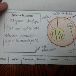 Quadrilaterals flip book answer key