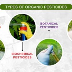 What type of pesticides can be used in a restaurant