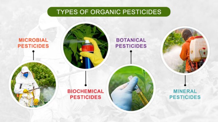 What type of pesticides can be used in a restaurant