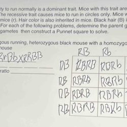 Heterozygous punnett mice traits text explanation