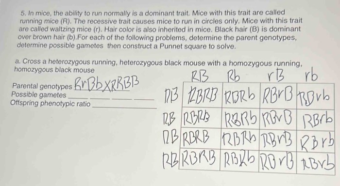 Heterozygous punnett mice traits text explanation