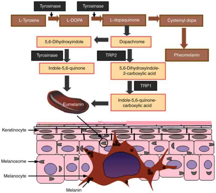 What massage method stimulates sebum production